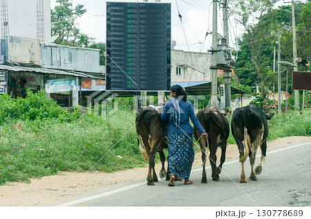Indian village scene with a saree clad woman taking three cows on the road 130778689