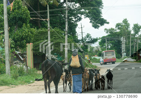 Indian village scene with a man taking few goats and a cow on the road 130778690