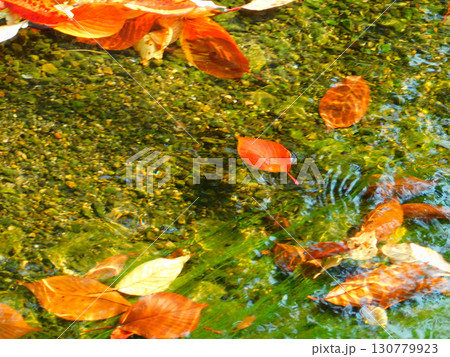川を流れる真っ赤な落葉 川を流れる真っ赤な落葉 130779923