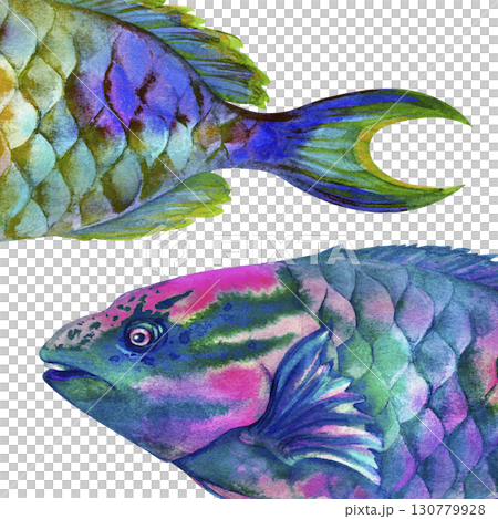 Macro view of rainbow tropical parrotfish. Watercolor hand drawn clip art illustration for design, cards, posters, children's books, stickers, scrapbooking, textile, diving and snorkeling Macro view of rainbow tropical parrotfish. Watercolor hand drawn clip art illustration for design, cards, posters, children's books, stickers, scrapbooking, textile, diving and snorkeling 130779928