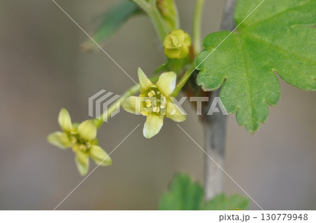 Ribes fasciculatum var. chinense, known as crow food shrub, a deciduous shrub with red summer fruits in Korea 130779948