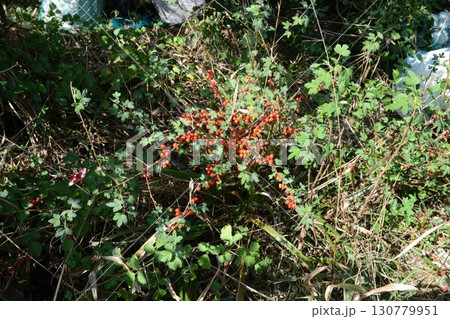 Ribes fasciculatum var. chinense, known as crow food shrub, a deciduous shrub with red summer fruits in Korea Ribes fasciculatum var. chinense, known as crow food shrub, a deciduous shrub with red summer fruits in Korea 130779951