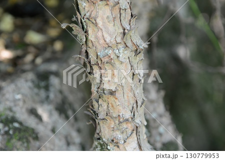 Ribes fasciculatum var. chinense, known as crow food shrub, a deciduous shrub with red summer fruits in Korea 130779953