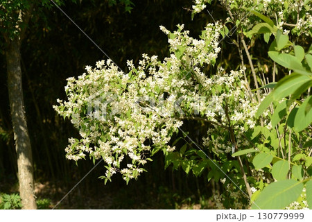 Philadelphus tenuifolius is a deciduous shrub of the Hydrangeaceae family, bearing delicate white flowers in late spring, native to Korean mountain valleys and forest edges. Philadelphus tenuifolius is a deciduous shrub of the Hydrangeaceae family, bearing delicate white flowers in late spring, native to Korean mountain valleys and forest edges. 130779999