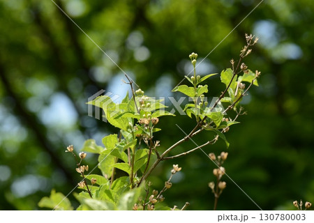 Philadelphus tenuifolius is a deciduous shrub of the Hydrangeaceae family, bearing delicate white flowers in late spring, native to Korean mountain valleys and forest edges. 130780003