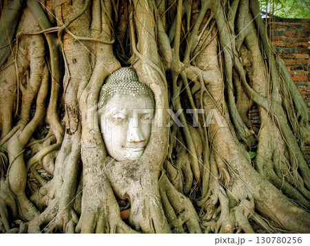 ワット・マハタートの木に覆われた仏像の頭 130780256