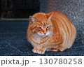猫の憂鬱 130780258