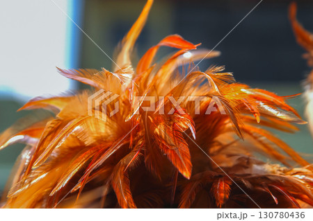 Vibrant Chicken Feather Dusters for Sale in New Taipei City Spring. Vibrant Chicken Feather Dusters for Sale in New Taipei City Spring. 130780436