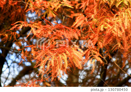 Taiwan Winter Bald Cypress Forest Seasonal Autumn Colors. Taiwan Winter Bald Cypress Forest Seasonal Autumn Colors. 130780450
