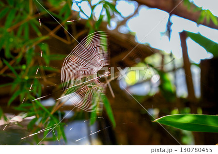 Spider Web at Yong-an Fishing Harbor in Winter. 130780455