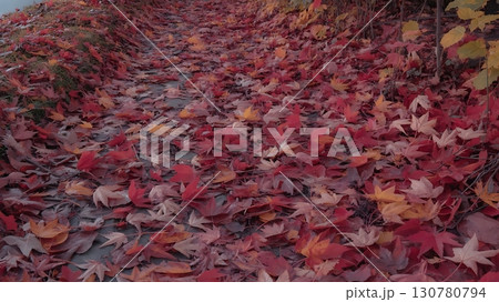 path covered in fallen red and yellow maple leaves during the autumn season outdoors path covered in fallen red and yellow maple leaves during the autumn season outdoors 130780794
