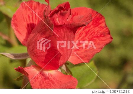 One rose macro photo on a natural green background. 130781238