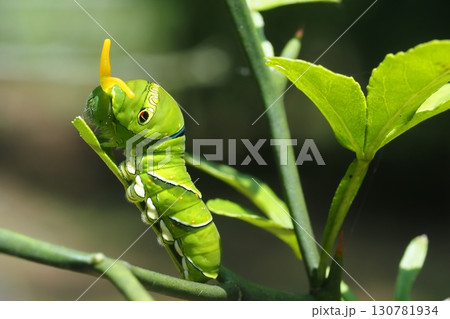 ナミアゲハ（アゲハ）の幼虫（臭角を出して威嚇） 130781934