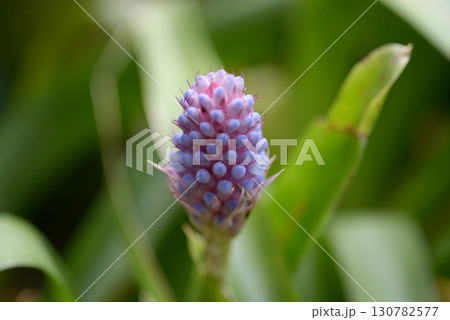 エクメア・キリンドゥラタ 130782577