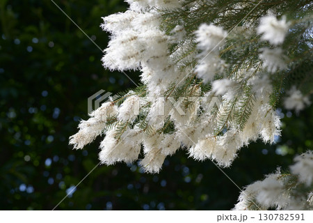 メラレウカ 130782591