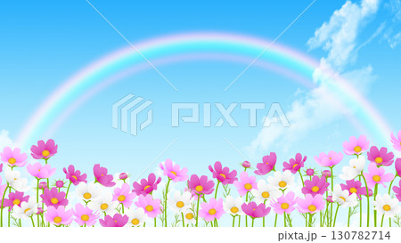 青空と白い雲とコスモス 青空と白い雲とコスモス 130782714