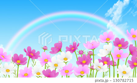 青空と白い雲とコスモス 青空と白い雲とコスモス 130782715