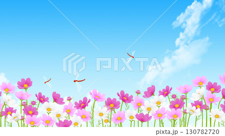 青空と白い雲とコスモス 青空と白い雲とコスモス 130782720
