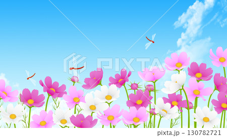 青空と白い雲とコスモス 130782721