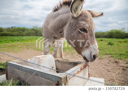 Gray Donkey Drinking Water from Wooden Trough in Rural Farm Setting 130782729
