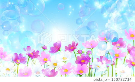 青空と白い雲とコスモス 130782734
