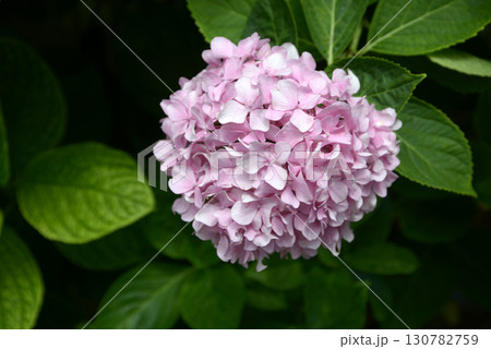 ピンクのアジサイ ピンクのアジサイ 130782759