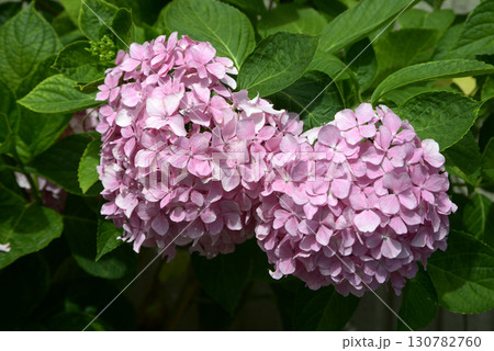 ピンクのアジサイ ピンクのアジサイ 130782760