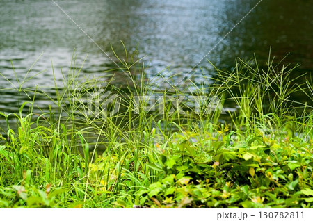 メヒシバ 130782811