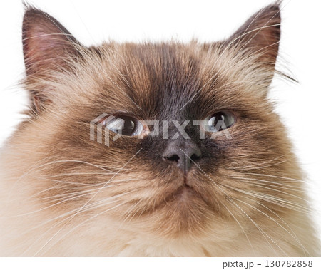 Cat isolated on white. Pet, cat beige with brown color. Siberian breed. Cat isolated on white. Pet, cat beige with brown color. Siberian breed. 130782858