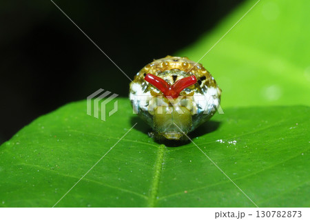 クロアゲハの幼虫（臭角を出して威嚇） 130782873