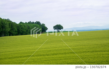 美瑛の麦畑風景 美瑛の麦畑風景 130782874