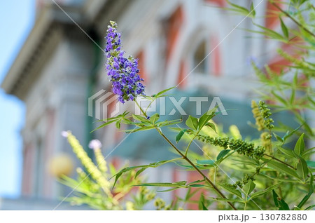 セイヨウニンジンボク 130782880