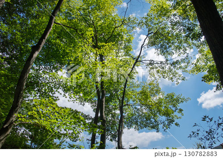 森から見上げる空 130782883