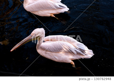 A Great White Pelican (Pelecanus onocrotalus) swimming in the waters of lake A Great White Pelican (Pelecanus onocrotalus) swimming in the waters of lake 130782948