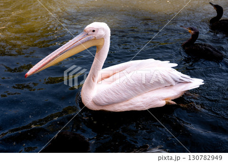 A Great White Pelican (Pelecanus onocrotalus) swimming in the waters of lake 130782949
