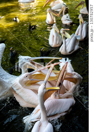 Feeding pelican with small fish in zoo pond 130782957