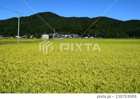 稔り始めた稲穂 山形庄内米 稔り始めた稲穂 山形庄内米 130783008