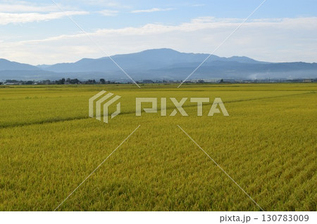 稔り始めた稲穂 山形庄内米 130783009