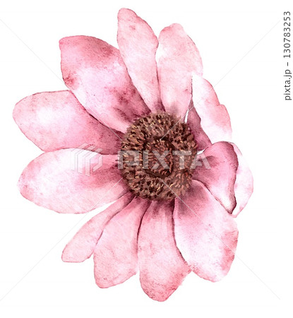 Watercolor pink anemone flower with soft petals, ideal for invitations, stationery, and feminine floral projects 130783253