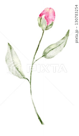 Watercolor illustration of a delicate pink flower bud with green leaves and stem, hand painted in soft style. Part of a large floral bouquet set. Perfect for wedding invitation, greeting card, packagi 130783254