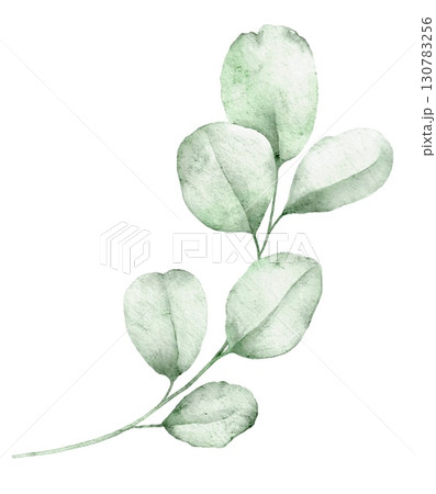Watercolor eucalyptus branch with green leaves, hand painted botanical element for elegant compositions and natural projects. 130783256