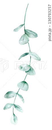Watercolor eucalyptus branch with green leaves, hand painted botanical element for elegant compositions and natural projects. 130783257