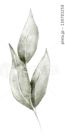 Watercolor botanical leaves in soft green and grey tones, hand painted in delicate style. Part of a large floral bouquet set. Perfect for invitation, wedding stationery, packaging, or decorative proje 130783258