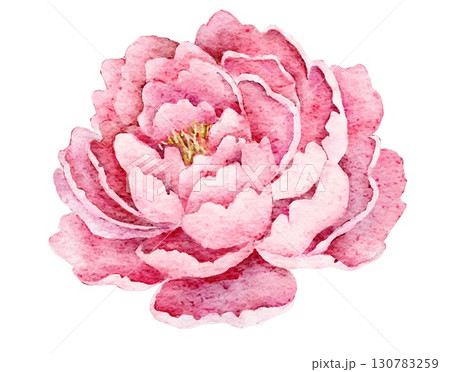 Watercolor soft pink peony bloom with round petals, isolated on white, romantic floral element for wedding invitations, cards and elegant decorations. Watercolor soft pink peony bloom with round petals, isolated on white, romantic floral element for wedding invitations, cards and elegant decorations. 130783259
