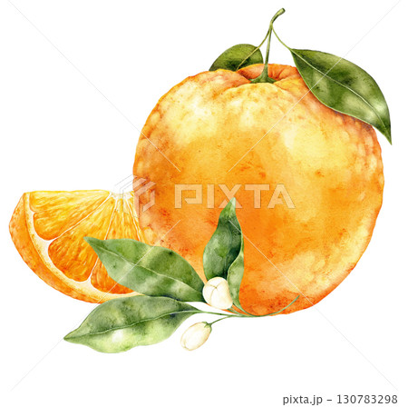 Watercolor illustration of whole orange fruit with half slice and green leaves on white background. Fresh and colorful citrus element ideal for packaging, textiles and creative prints. 130783298