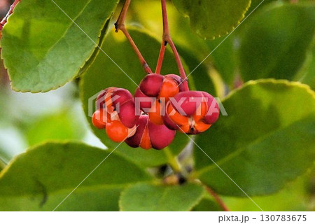 赤色の果皮が㈣裂して中からオレンジ色の種子が現れた姿が綺麗なマサキ 130783675