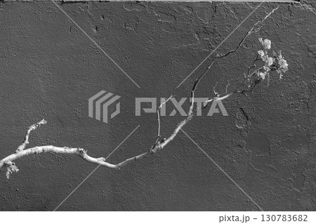 Minimalism concept. thin branch against a neutral gray wall. Protect nature 130783682