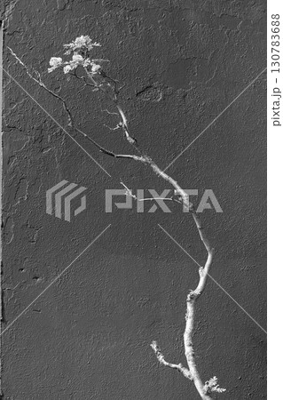 Minimalism concept. thin branch against a neutral gray wall. Protect nature Minimalism concept. thin branch against a neutral gray wall. Protect nature 130783688