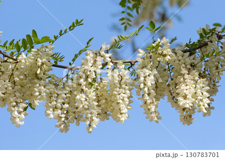 Black locust (lat.- Robinia pseudoacacia) Black locust (lat.- Robinia pseudoacacia) 130783701