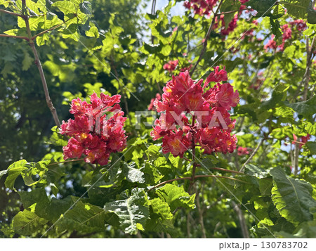 Red Horse Chestnut (lat.- Aesculus x carnea Briotii) 130783702